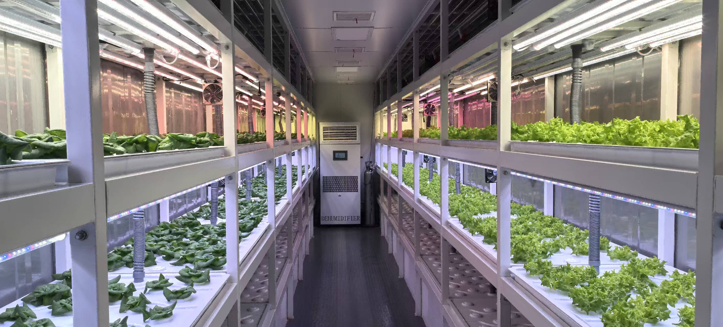 نوع زراعة الخضروات الورقية القياسية YD40JBY-B01-TK