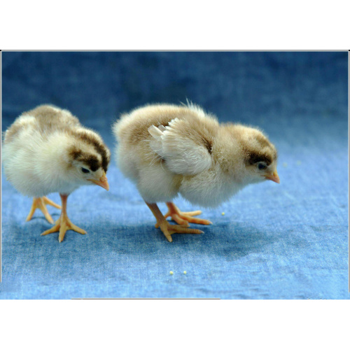 Corn Gluten Meal 60% Feed Additives Live Yeast For Cattle Feeding Supplier