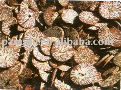 areca seed