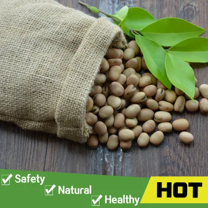 Good price green broad beans of good quality