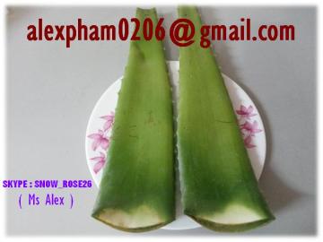 Fresh Aloe Vera Leaves, Crushed Aloe Vera Jelly