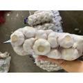 /msite/products/detail/productid/57791654/id/677584.html