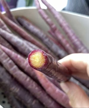 Sweet Crisp Purple Jade Carrot