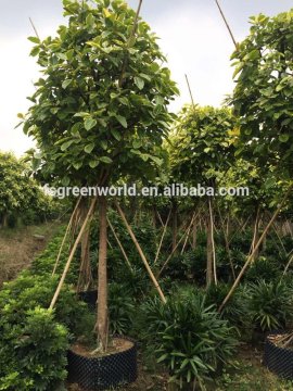 Ficus benghalensis variegata