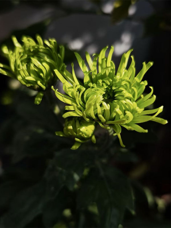 Green Anna spray chrysanthemum