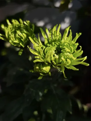 Green Anna Firework chrysanthemum