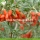 Factory Supply Fruit Bulk A Grade Goji Berries