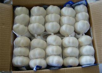 Certified GAP Strong Texture Normal White Garlic , Sizes 6.