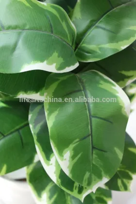 rubber ficus tree, bonsai tree, artificial tree