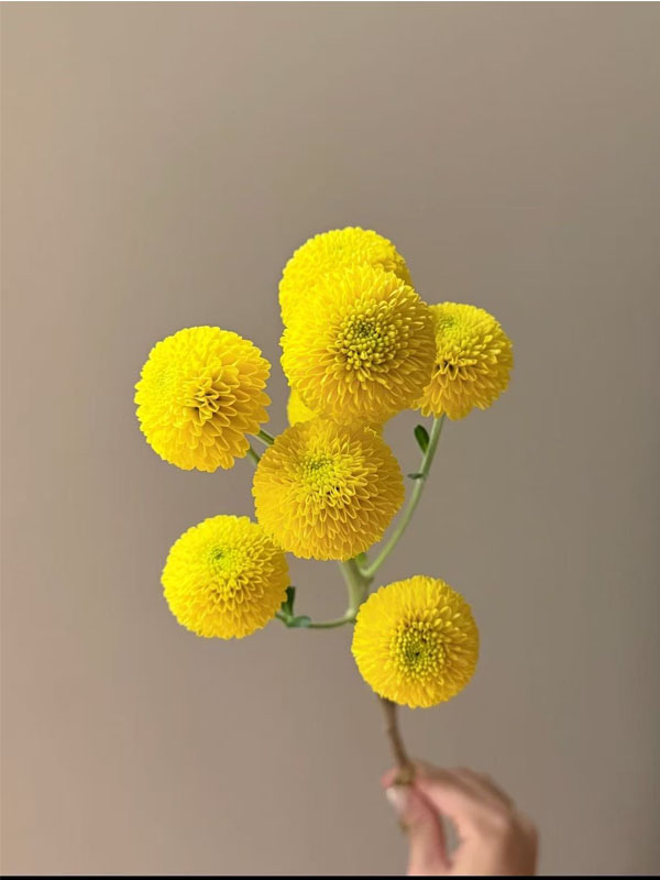 Lemon Yellow Pompon cut flower1
