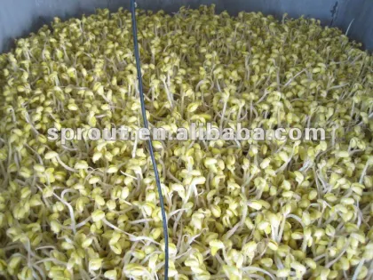 2015 HOT Automatic bean sprouts machine, mung bean sprouts making machine