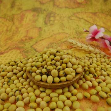 Kacang 6-8mm dijual