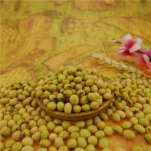 Soybean 6-8mm on sale