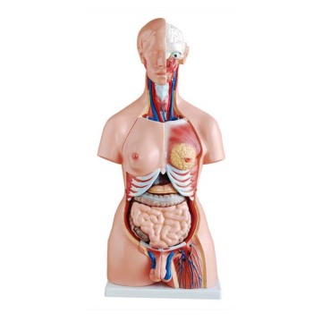 SC-A1041 85cm Anatomy Medical Teaching Manikin - 23 Parts Both Sexes Torso Model