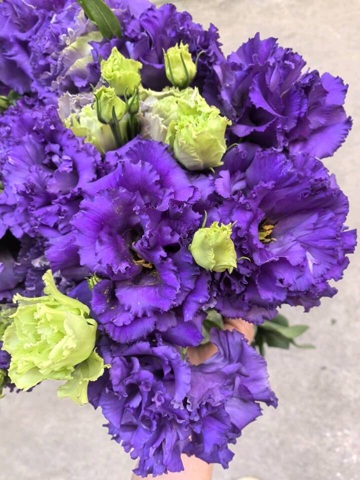 Wave Dark Purple Lisianthus