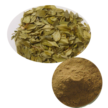 Factory Supply Buchu Leaf Extract 10:1/flavoniods