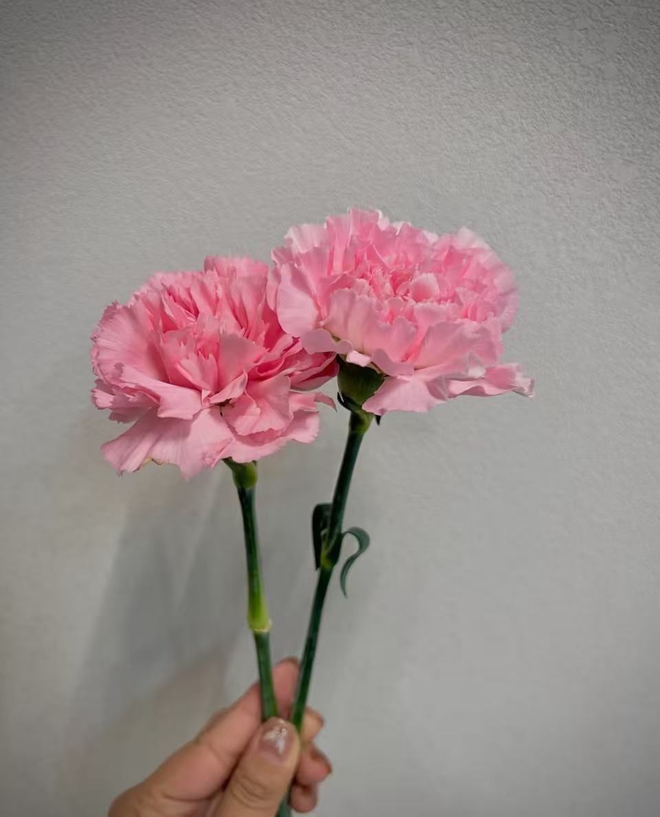 Single－headed carnation powder zhuan