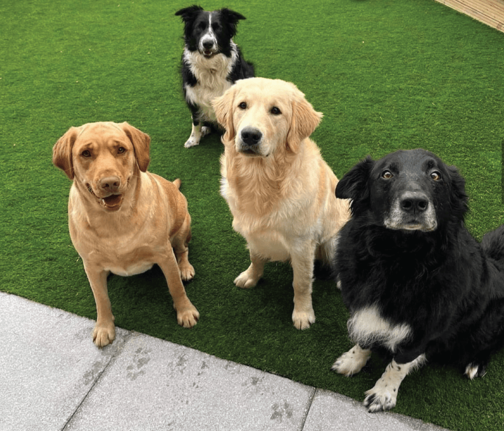 under-its-not-safe-for-pets-2