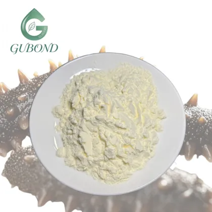Sea Cucumber Extract Powder for Dietary Supplements