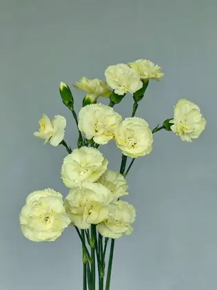 Spray carnation Imagination with Yellow