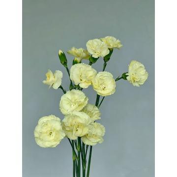 হলুদ দিয়ে কার্নেশন ইমাজিনেশন স্প্রে করুন
