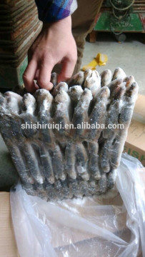 sardine sagax