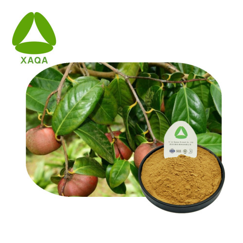 Extracto de semillas de árbol de té 85% Saponinas Polvo