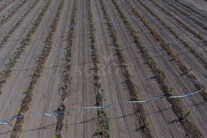 Vineyard and Orchard Fruit Trellis for Grape