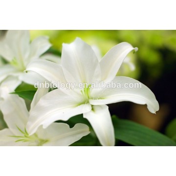 Lily Bulb Extract powder,lily flower extract