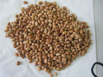 2013 NEW CROP COW PEAS(655)