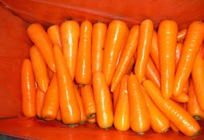 fresh carrot from shandong province