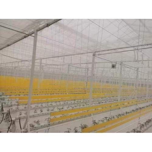 Dutch Designed Glass Greenhouse