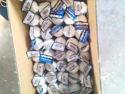 fresh garlic early June to September