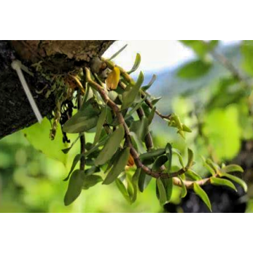 Dendrobium Officinale Extract
