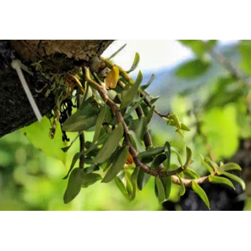 Dendrobium Officinale Extract
