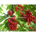 pure natural Tart Cherry Extract Powder