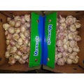 Normal White Garlic Price 2020