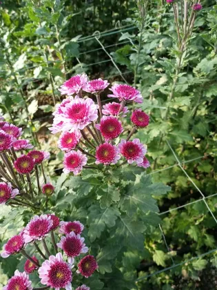 Fan Yan spray chrysanthemum