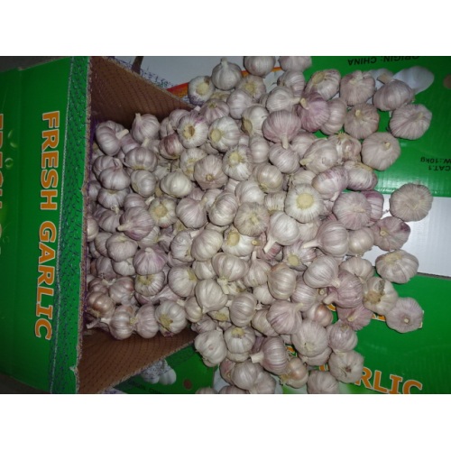 Hot Sale Normal White Garlic Fresh 2019