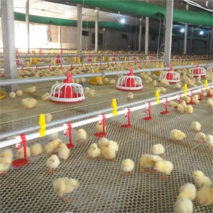 Chicken Feed Production Line and Brooder Feeder Systems for Farms
