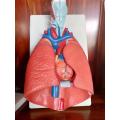 Laringe, modelo de coração e pulmão