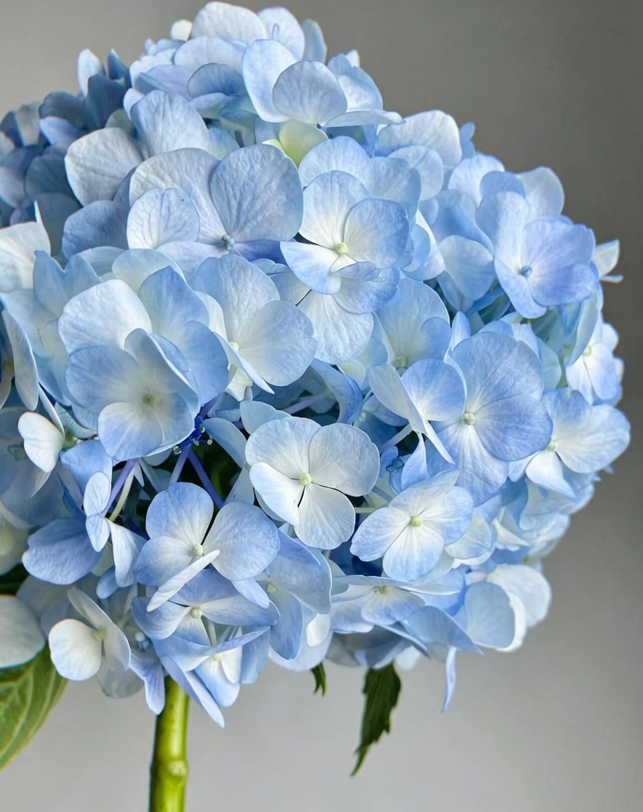 Light blue single Hydrangea