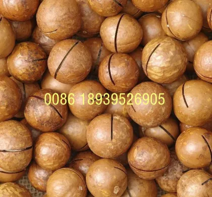Hot Sale Hawaiian Nut Cracking Machine - Macadamia Shell Opening Equipment