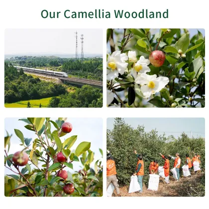 Pure Camellia oil bulk cold press camellia seed oil wholesale edible cooking oil For massage