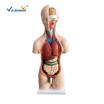 55cm uniseks torso 20 onderdelen