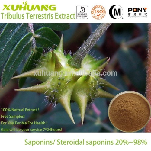 Tribulus Terrestris Extract, High Quality Tribulus Terrestris Extract