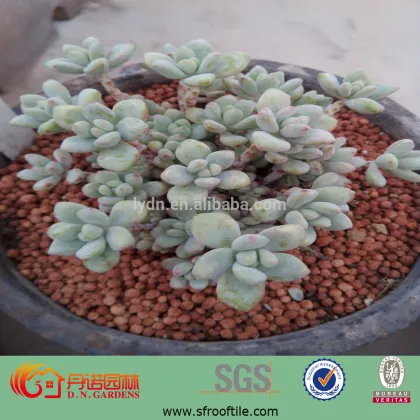 expanded clay pebbles used in vertical garden roof garden clean clay soil