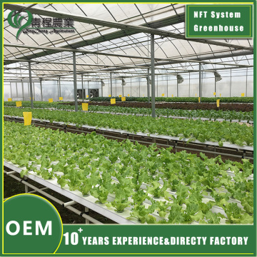 NFT Pipe Greenhouse for Efficient Hydroponic Farming