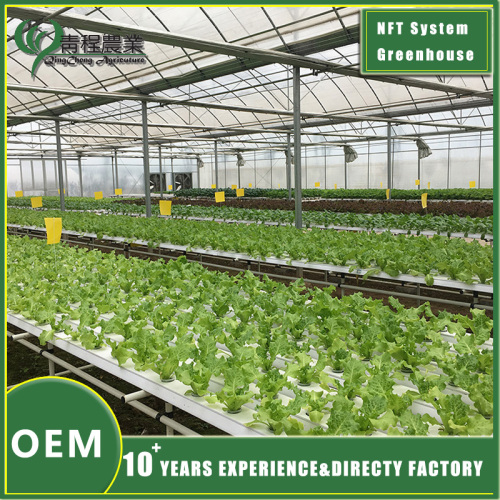 Трубавая цяпліца NFT для эфектыўнага гідрапоннага земляробства