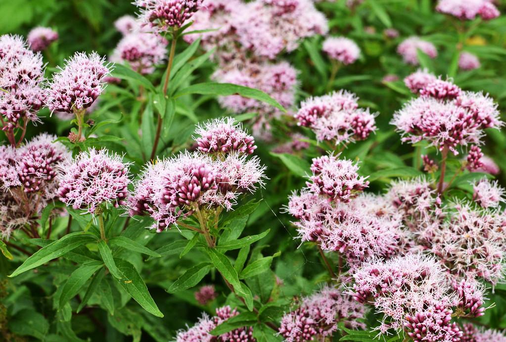 valerian (1)
